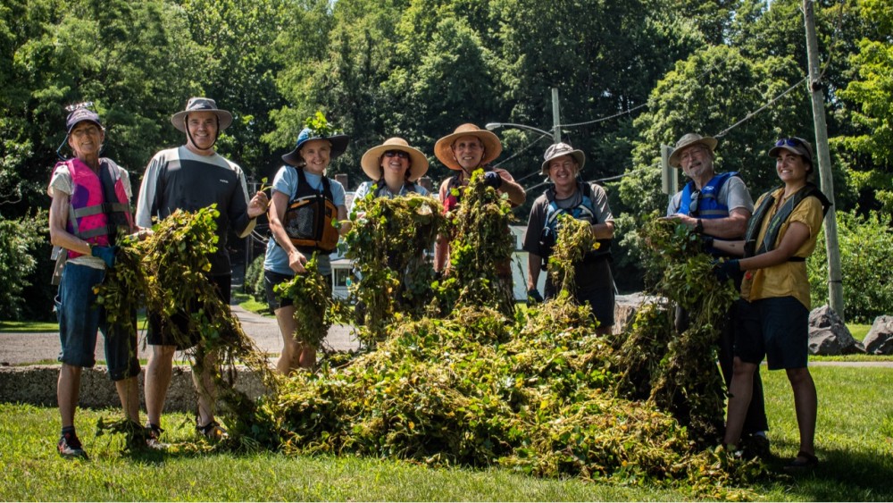 Water Chestnut Pull at The Oxbow 5