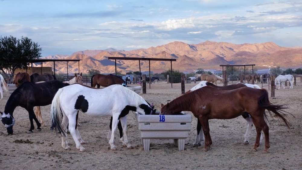 Ranch Initiatives | VOMO